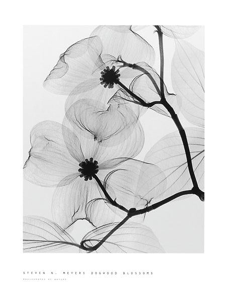 Dogwood Flower 1: Fine Art Photographic Print, B&W with a Touch of Color, hot Floral Print, Matted, Framed, or Canvas