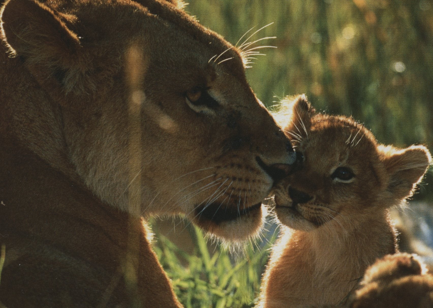 Sitemapcdatahttpsshopinf Inetcomtatouage Lionne Lionceau