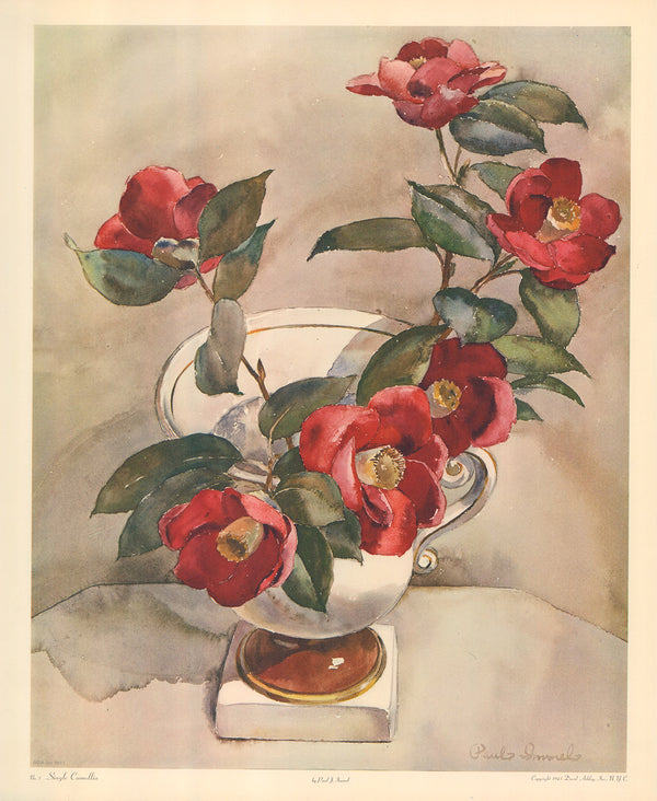 Single Camellia by Paul Immel - 18 X 22 Inches (Art Print)