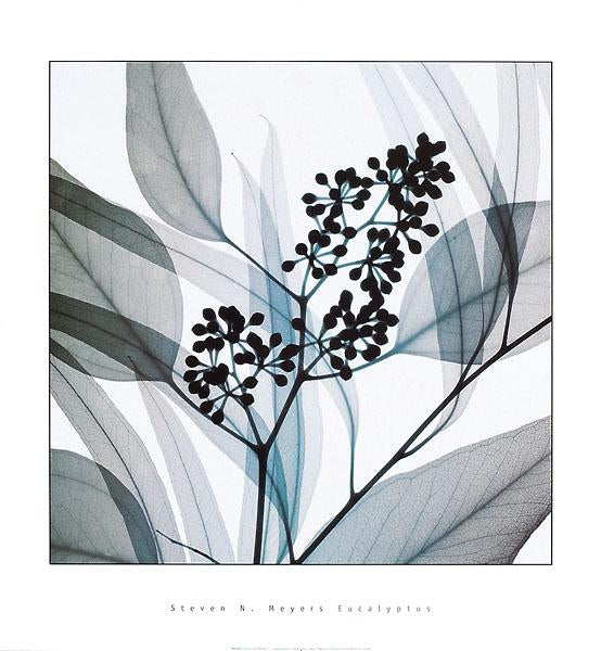 Eucalyptus by Steven N. Meyers - 24 X 26 Inches (Art Print