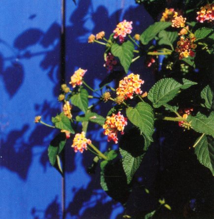 Lantana on Blue Wall by Ruth Beker - 3 X 3 Inches (Greeting Card)