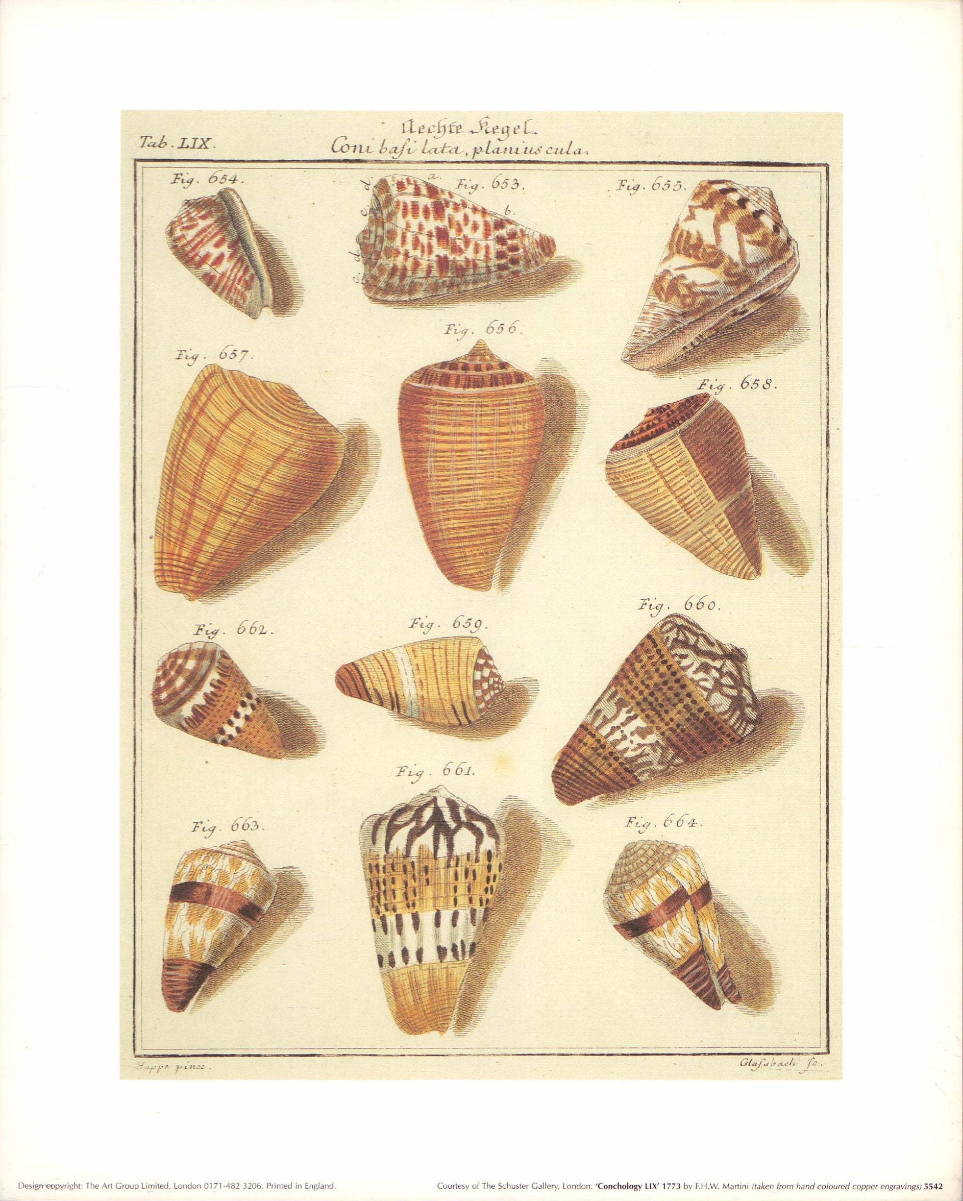 Conchology LIX, 1773 by F.H.W Martini - 10 X 12 Inches (Art Print) –  Artistica Fine Art