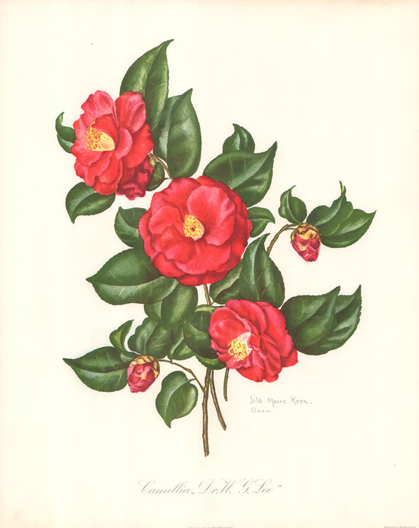 Camellia 1 by Dr. W. G. Lee - 16 X 20 Inches (Art Print)
