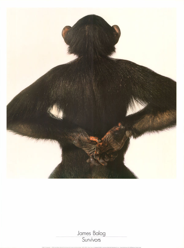 Chimpanzee, 1980 by James Balog - 24 X 32 Inches (Art Print)