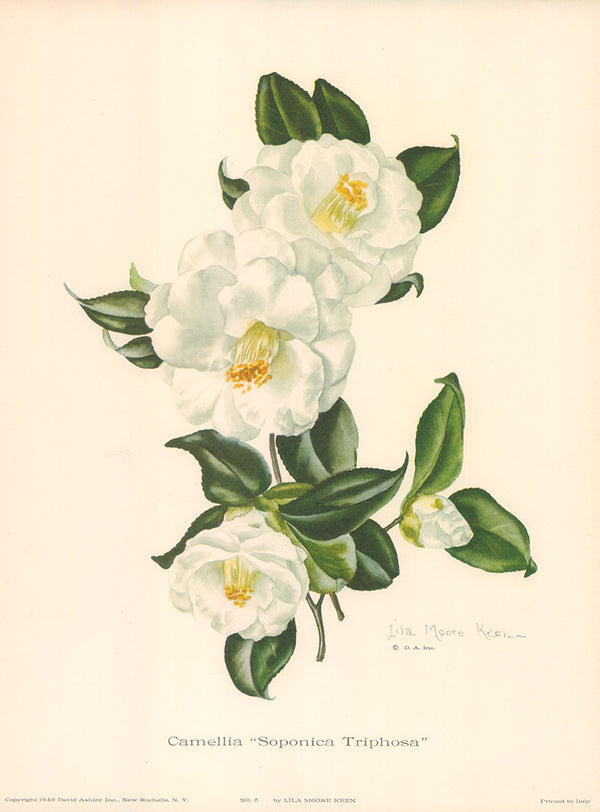 Camellia Soponica Triphosa by Lila Moore Keen - 12 X 16 Inches (Art Print)