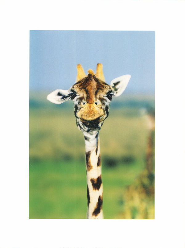 Giraffe by Steve Bloom - 12 X 16 Inches (Art Print)