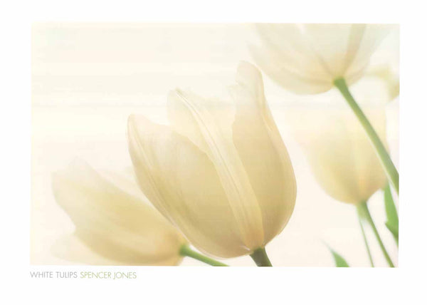 White Tulips by Spencer Jones - 24 X 32 Inches (Art Print)