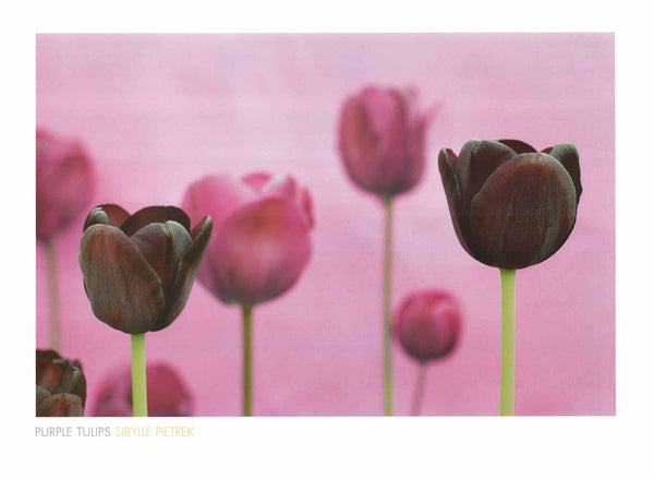 Purple Tulips by Sibylle Pietrek - 24 X 32 Inches (Art Print)