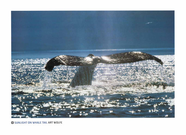 Sunlight on Whale Tail by Art Wolfe - 24 X 32 Inches (Art Print)