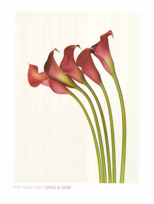 Five Arum Lilies by Davie & Starr - 24 X 32 Inches (Art Print)