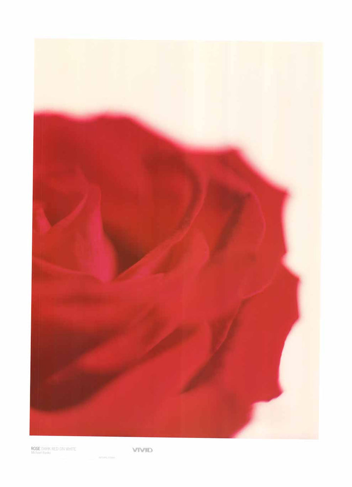 Rose Dark Red On White by Michael Banks - 24 X 32 Inches (Art Print)