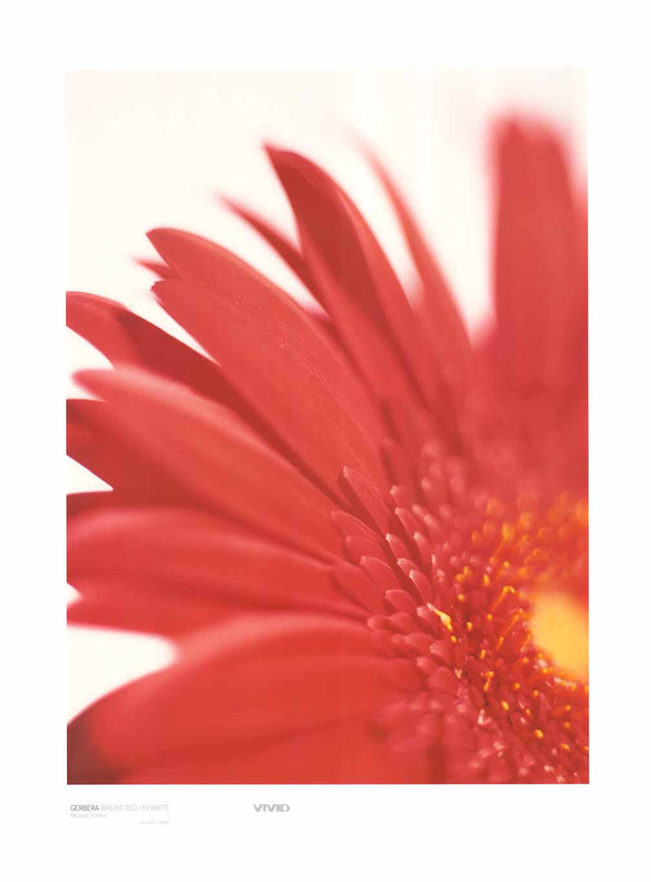 Gerbera Red On White II by Michael Banks - 24 X 32 Inches (Art Print)