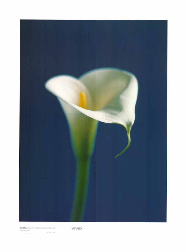 Arum Lily White on Blue Background by Alex Sedgwick - 24 X 32 Inches (Art Print)