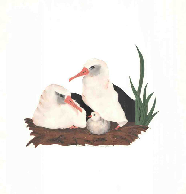 Albatross Family by Laura Nevin - 22 X 22 Inches (Original Etching Numbered & Signed) 12/100