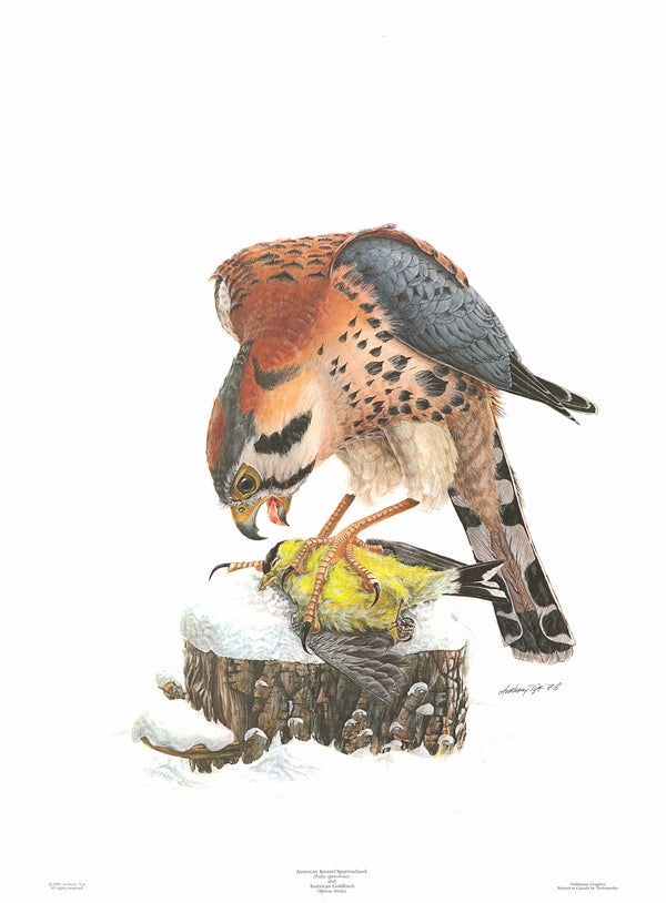 American Kestrel and American Goldfinch, 1978 by Anthony Tye - 18 X 24 Inches (Litho Signed) 28/250