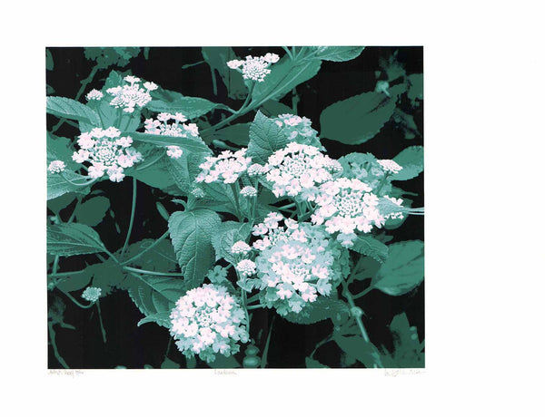 Lantana by  - 20 X 26 Inches (Lithograph Titled & Signed) IX/XIV