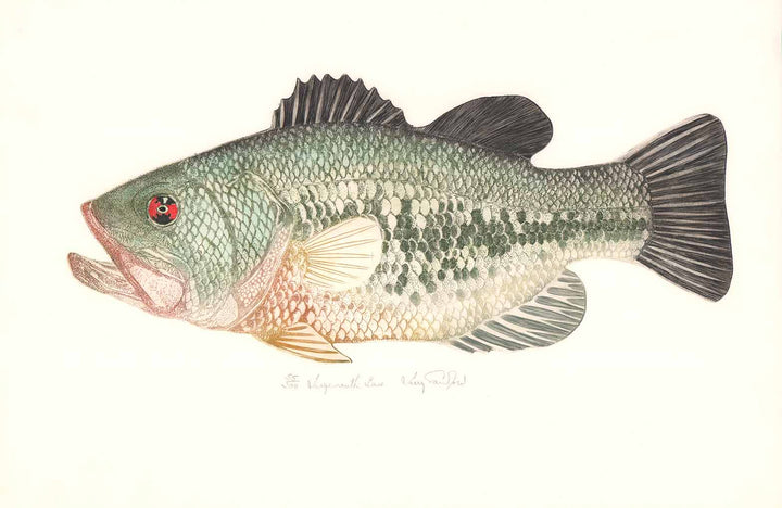 Largemouth Bass by Larry Crawford - 15 X 22 Inches (Etching Numbered, Titled and Signed) 55/200