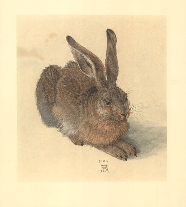 Young Hare, 1502 by Albrecht Durer - 11 X 13 Inches (Offset Lithograph Fine Art Print)