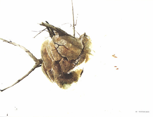 Winter Bees by Andrew Wyeth - 13 X 17 Inches (Art Print)