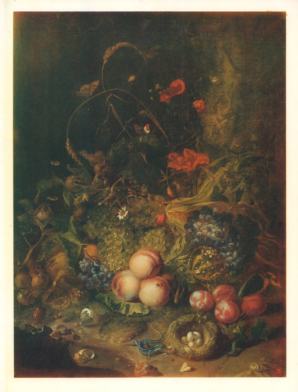 Fruits, Flowers and Various Insect by Rachele Ruysch - 13 X 17 Inches (Offset Lithograph Fine Art Print)