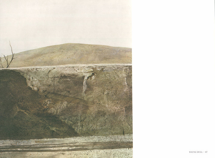 Young Bull by Andrew Wyeth - 13 X 17 Inches (Art Print)