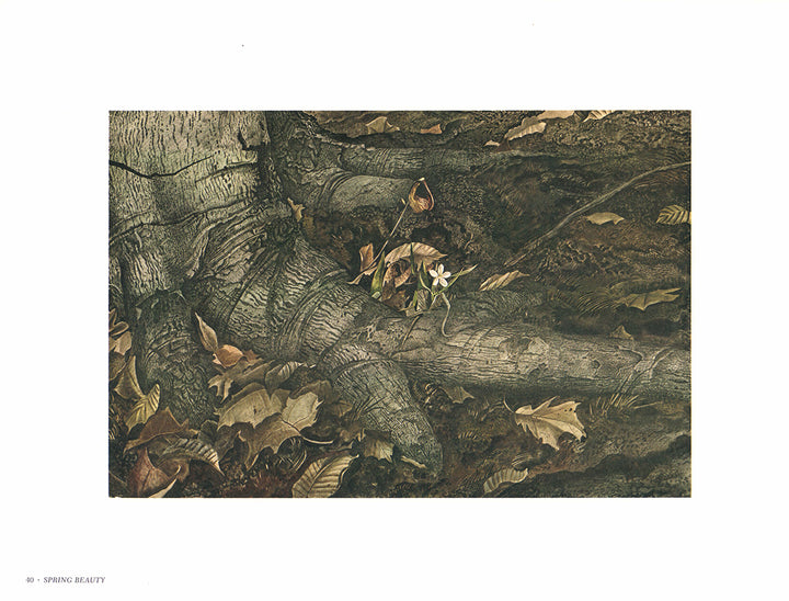 Spring Beauty by Andrew Wyeth - 13 X 17 Inches (Art Print)