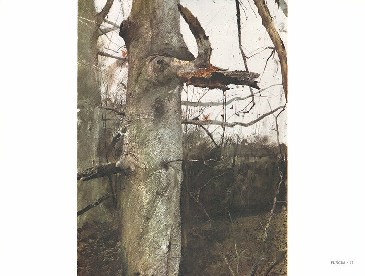 Fungus by Andrew Wyeth - 13 X 17 Inches (Art Print)