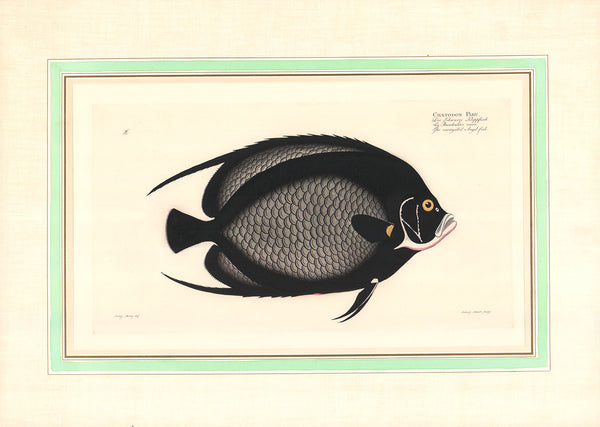 Chaetodon Paru, 1785 by Marcus Elieser Bloch - 14 X 20 Inches (Etching Colored with Relief Embossing)