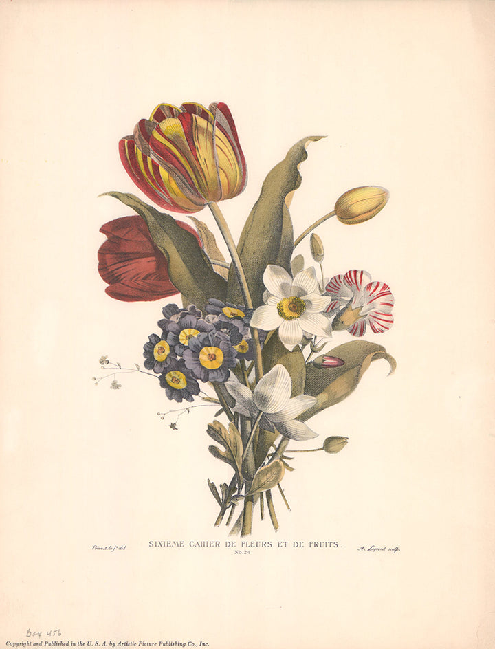 Tulips Primula by Jean Louis Prevost - 12 X 15 Inches (Offset Lithograph Colored)