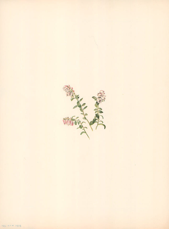 Mountain Cranberry, 1925 by Mary Vaux Walcott - 9 X 13 Inches (Original Etching, Signed and Numered)