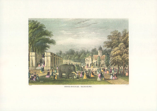 Victorian London Zoological Garden by William Alexander Le Petit - 7 X 10 Inches (Offset Lithograph Fine Art Print)