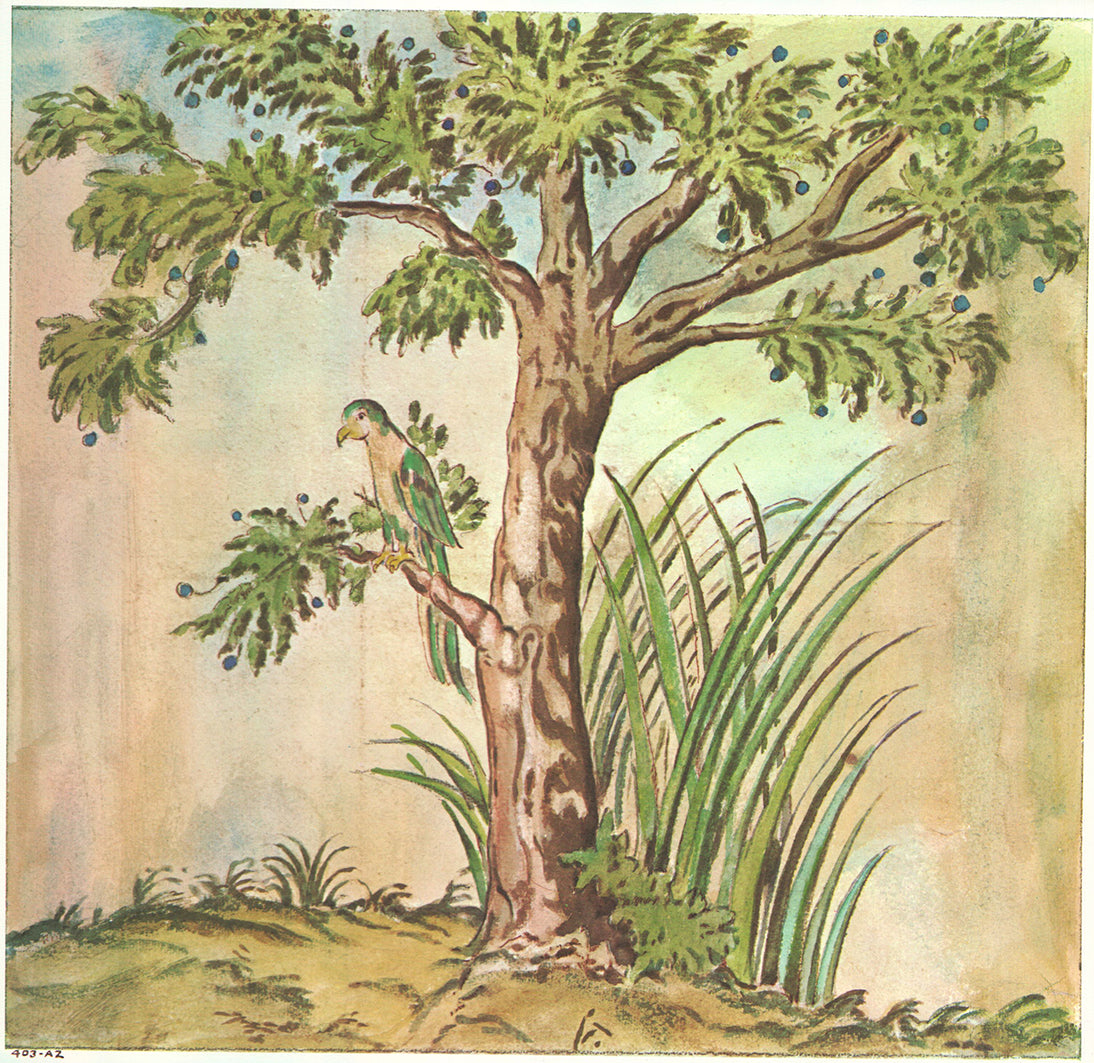 Tree by Samuel de Champlain - 15 X 16 Inches (Offset Lithograph ...