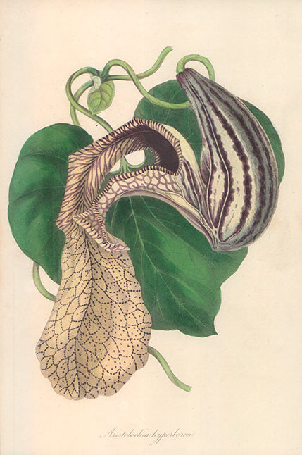 Aristolochia Hyperborea 1834 by F. Smith - 6 X 10 Inches (Offset Lithograph Fine Art Print)