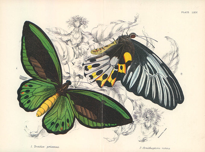 Two Butterflies from the Genus Ornithoptera 1896 by James Duncan - 6 X 10 Inches (Offset Lithograph Fine Art Print)