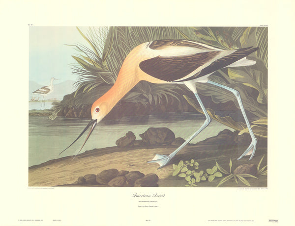 American Avocet by J. John Audubon - 23 X 30 Inches (Art Print)