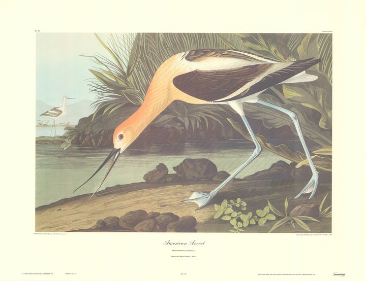 American Avocet by J. John Audubon - 23 X 30 Inches (Art Print)