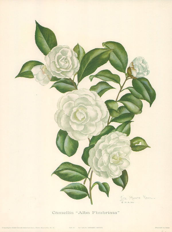 Camellia Alba Fimbriata by Lila Moore Keen - 12 X 16 Inches (Art Print)