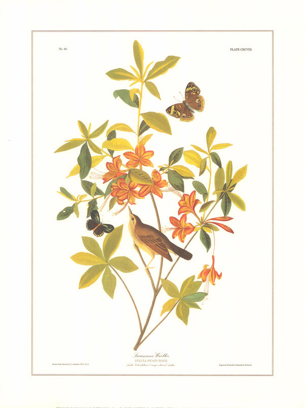 Twainsons Warbler by J. John Audubon - 18 X 24 Inches (Offset Lithograph)