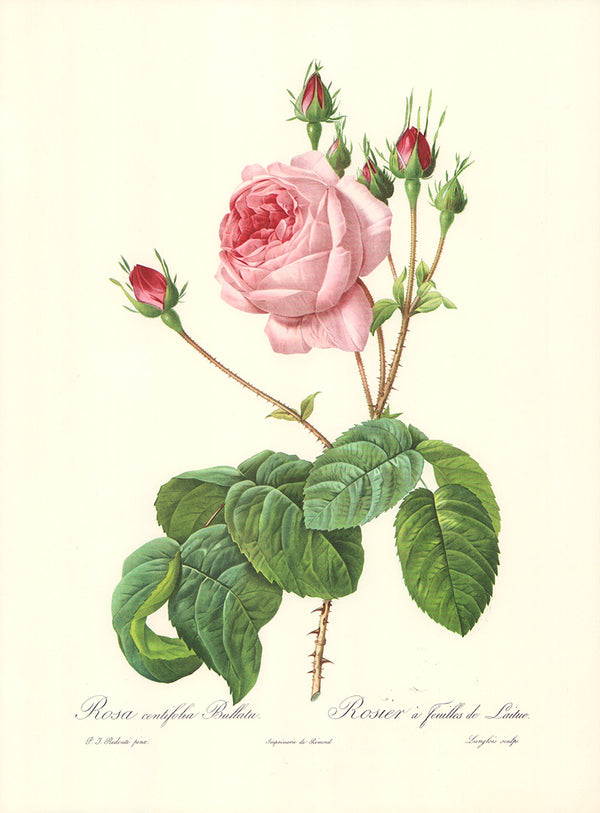 Rosa Centifolia Bullata by P.J. Redoute - 12 X 16 Inches (Art Print)