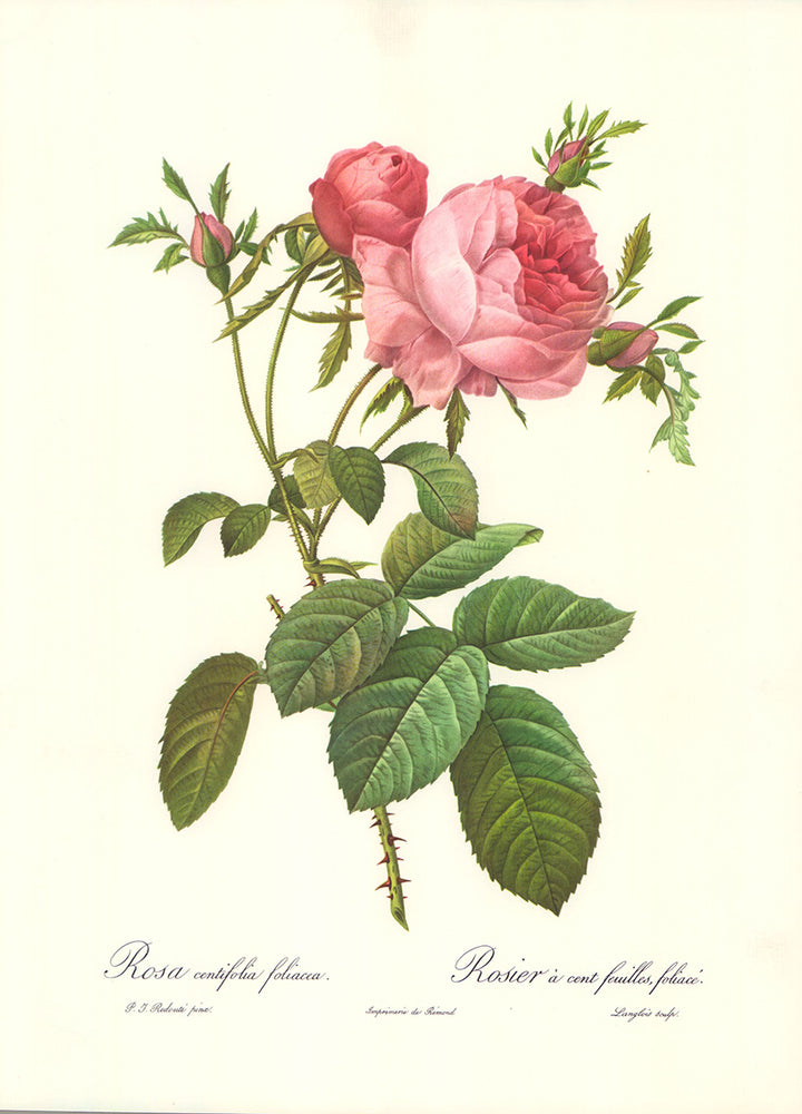 Rosa Centifolia Foliacea by Redoute - 12 X 16 Inches (Art Print)