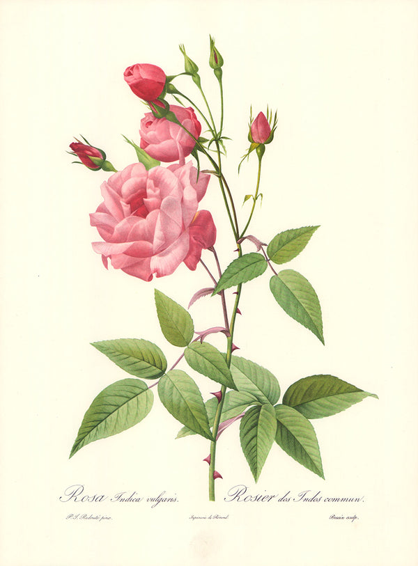 Rosa Indica Vulgaris by P.J. Redoute - 12 X 16 Inches (Art Print)