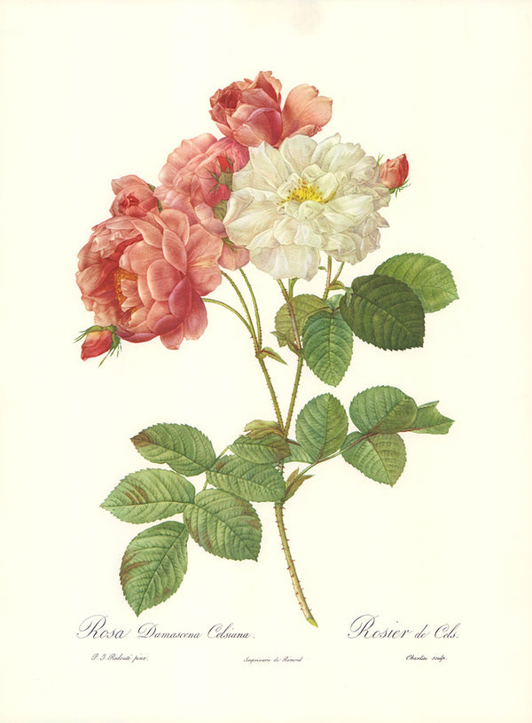 Rosa Damascena Celsiana by P.J. Redoute - 12 X 16 Inches (Art Print)