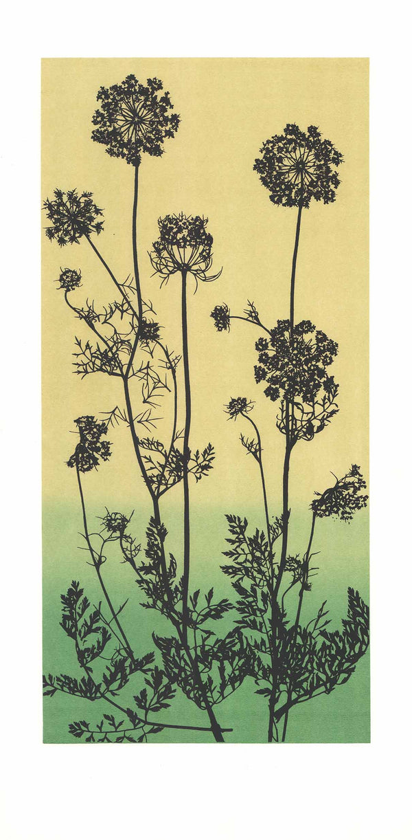 Queen Annes Lace by Kaymar - 18 X 35 Inches (Art Print)