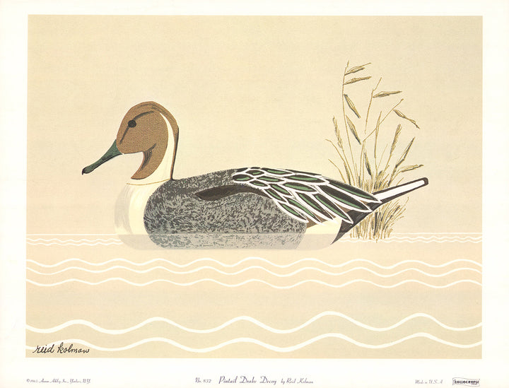 Pintail Drake Decoy by Reid Kolman - 14 X 19 Inches (Art Print)