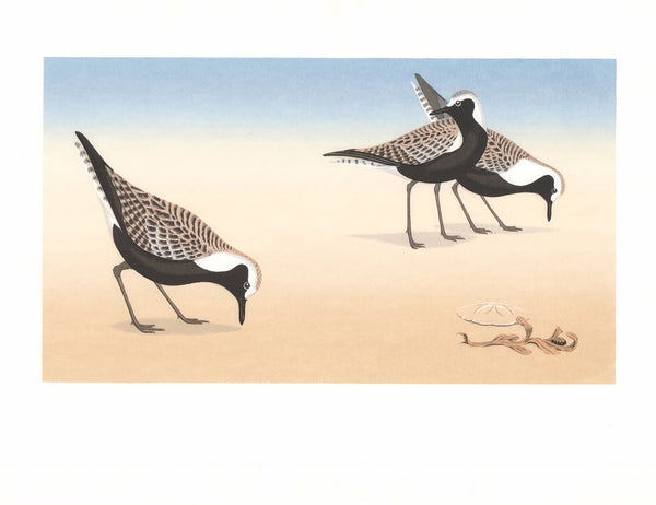 Black Bellied Plovers by David Grose - 20 X 26 Inches (Offset Lithograph Hand Colored)
