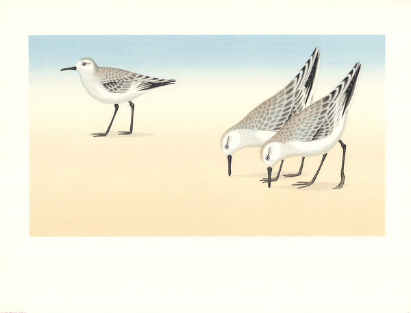 Sandpipers by David Grose - 20 X 26 Inches (Offset Lithograph Hand Colored)