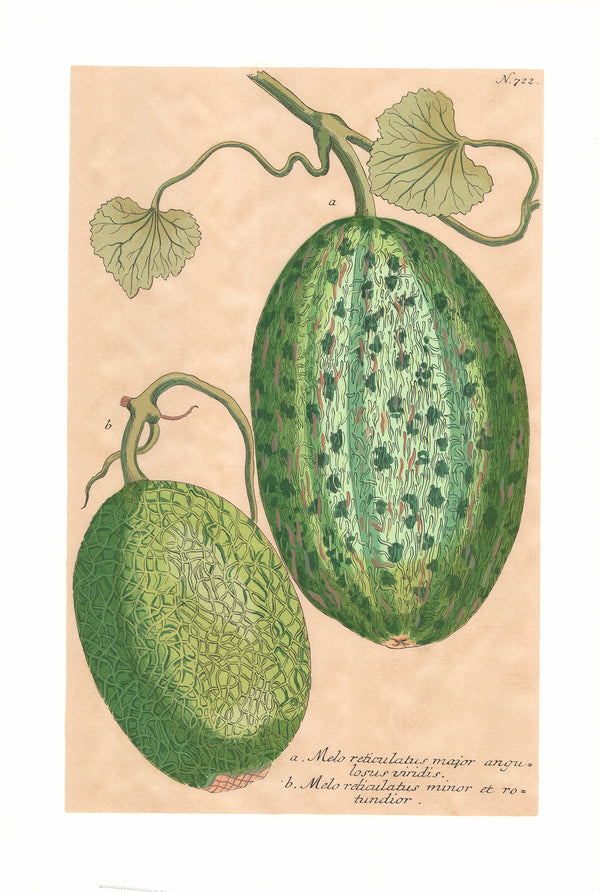 Two Antique Melons by Unknow - 22 X 32 Inches (Offset Lithograph Hand Colored)