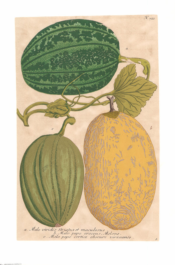 Three Antique Melons by Unknow - 22 X 32 Inches (Offset Lithograph Hand Colored)