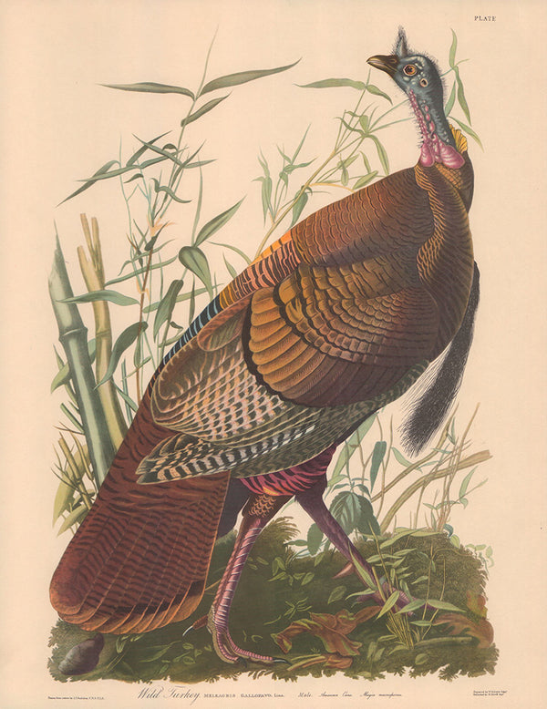 Wild Turkey by J. John Audubon - 12 X 15 Inches (Offset Lithograph)