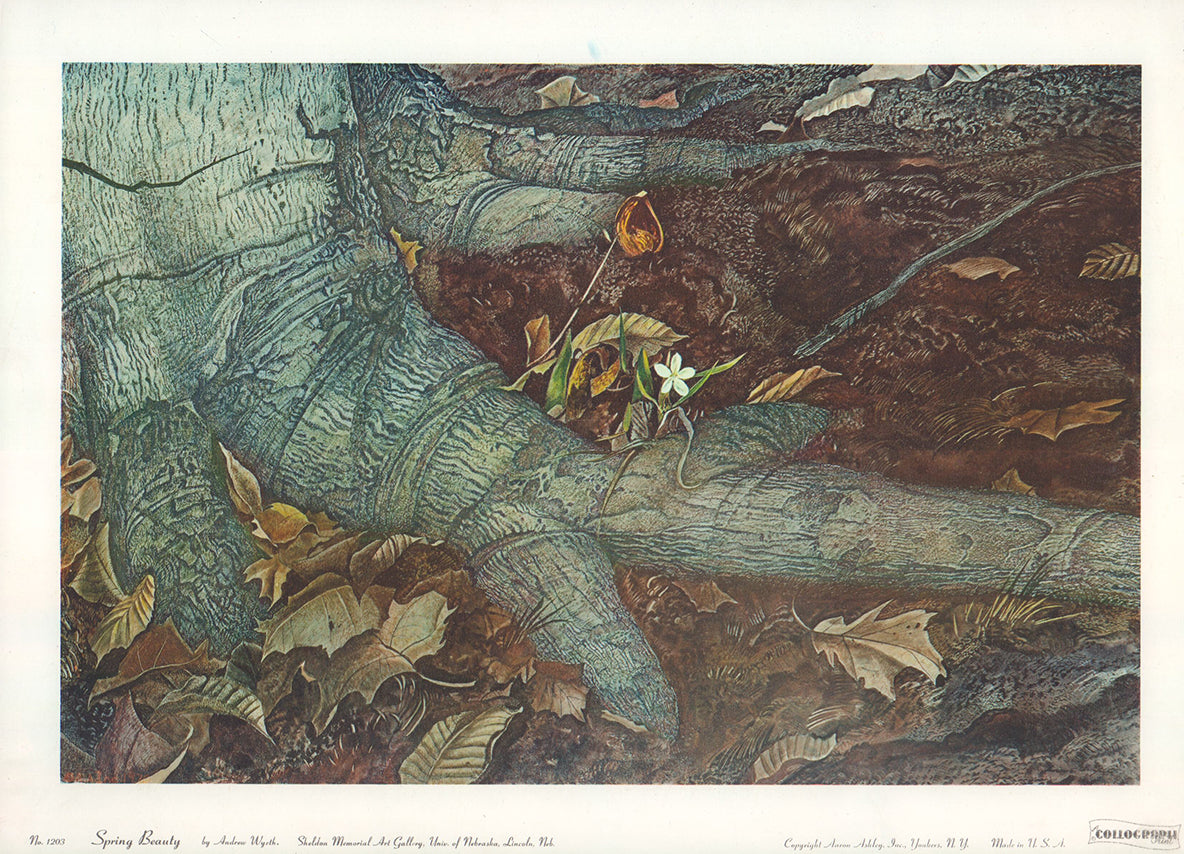 Spring Beauty by Andrew Wyeth - 12 X 17 Inches (Offset Lithograph ...